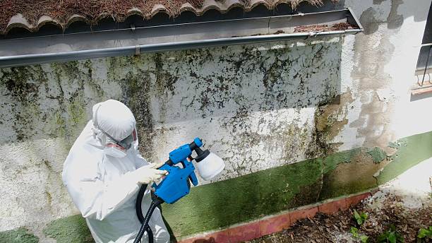 Trusted Black Mold Removal service in Mendota, IL - Cheap Mold Removal